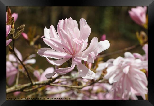 Flowers of magnolia tree Framed Print by aurélie le moigne