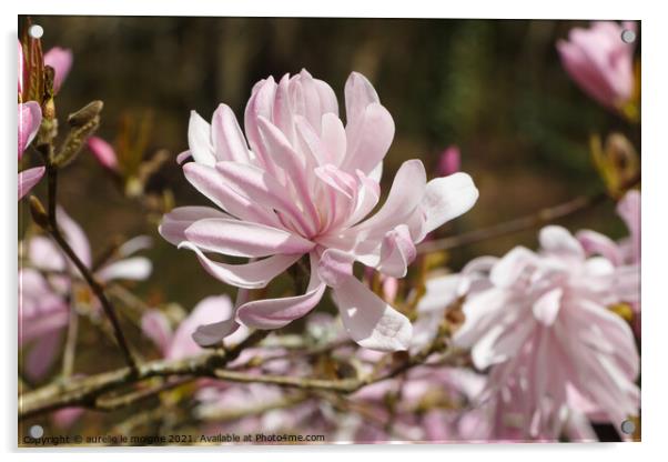 Flowers of magnolia tree Acrylic by aurélie le moigne