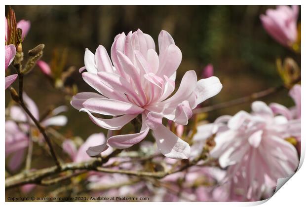 Flowers of magnolia tree Print by aurélie le moigne