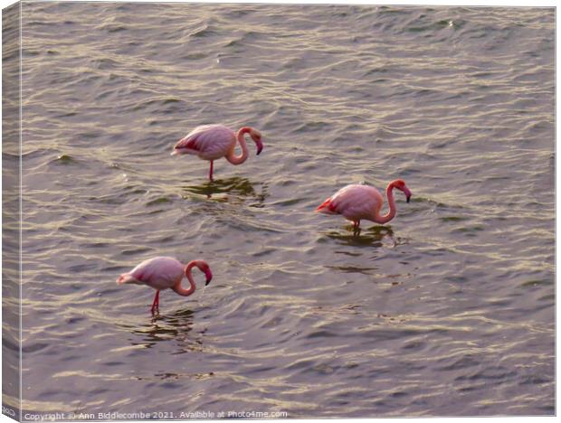 Three European Pink Flamingos Canvas Print by Ann Biddlecombe