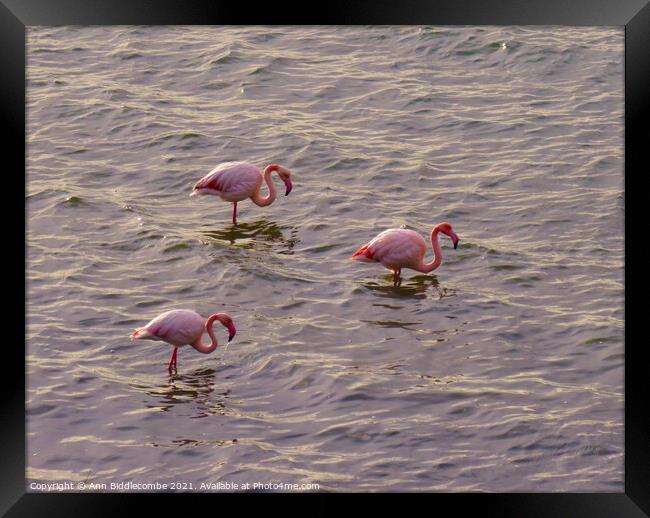 Three European Pink Flamingos Framed Print by Ann Biddlecombe