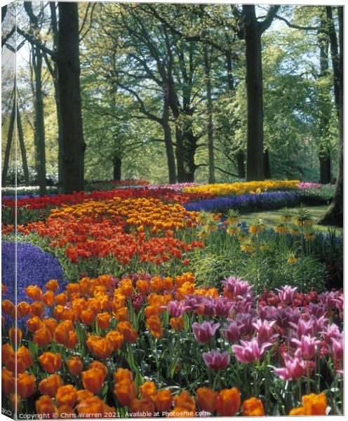 Springtime tulips at Keukenhof Holland Canvas Print by Chris Warren