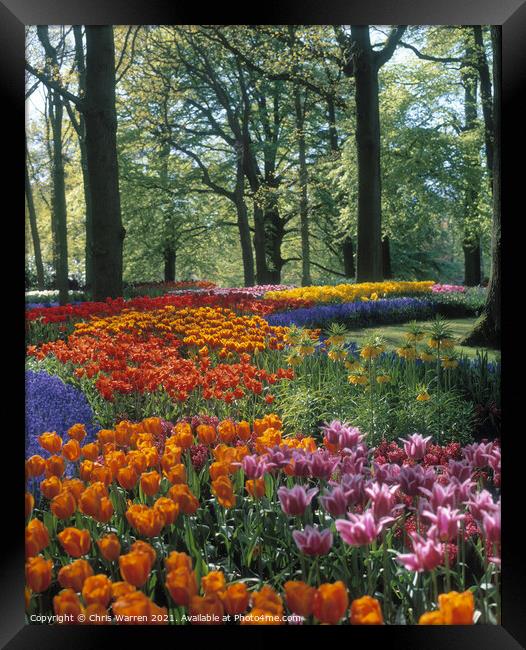 Springtime tulips at Keukenhof Holland Framed Print by Chris Warren
