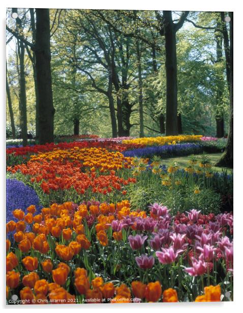 Springtime tulips at Keukenhof Holland Acrylic by Chris Warren