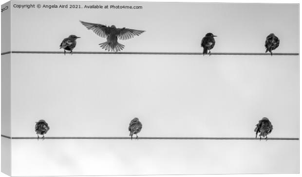 On the Wire. Canvas Print by Angela Aird