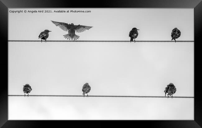 On the Wire. Framed Print by Angela Aird
