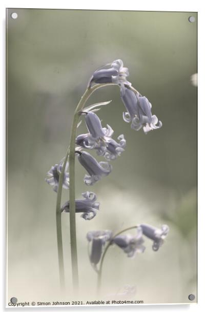 Bluebell Flower Acrylic by Simon Johnson