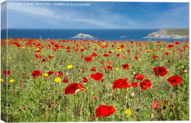 Poppies at West Pentire, Cornwall  Canvas Print by Brian Pierce