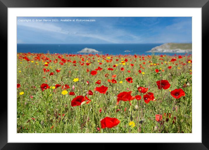 Poppies at West Pentire, Cornwall  Framed Mounted Print by Brian Pierce