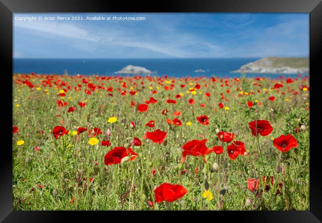 Poppies at West Pentire, Cornwall  Framed Print by Brian Pierce
