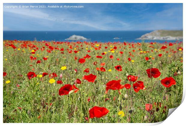 Poppies at West Pentire, Cornwall  Print by Brian Pierce