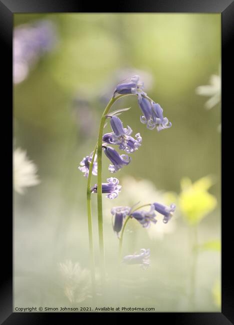 Bluebell  flower Framed Print by Simon Johnson