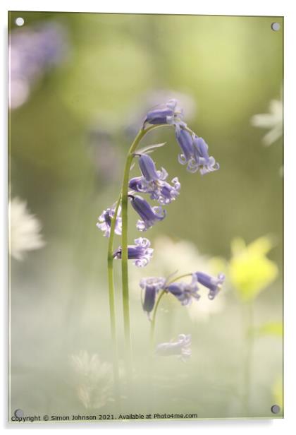 Bluebell  flower Acrylic by Simon Johnson
