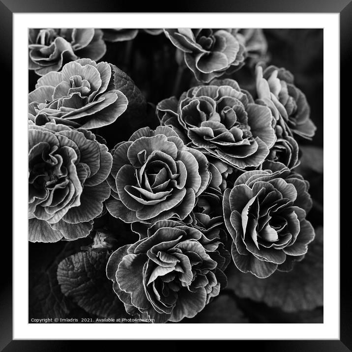 Double Primula Flowers, Black and White Framed Mounted Print by Imladris 