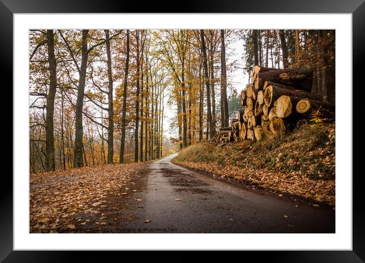 Autumn scene with road in forest. Late fall. Framed Mounted Print by Sergey Fedoskin