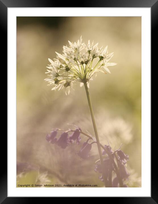 wild garlic  flower Framed Mounted Print by Simon Johnson
