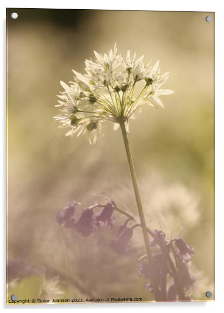 wild garlic  flower Acrylic by Simon Johnson