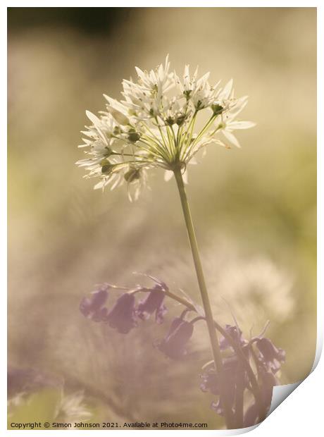 wild garlic  flower Print by Simon Johnson