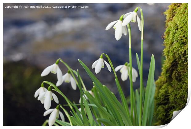 Riverside Snowdrops Print by Pearl Bucknall