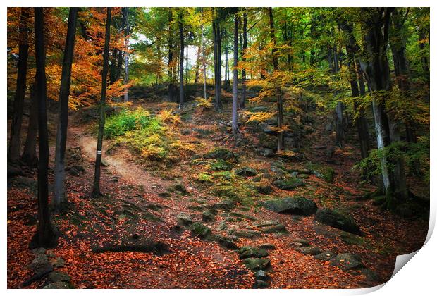 Autumn Forest Slope Print by Artur Bogacki