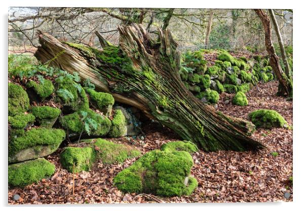 Mossy Woodland Acrylic by Pearl Bucknall