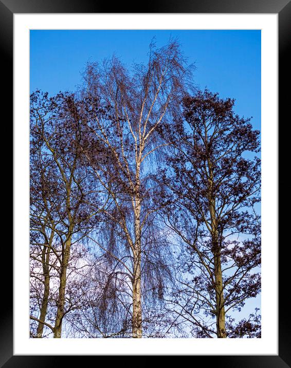 Bare Winter Trees Framed Mounted Print by Angela Cottingham