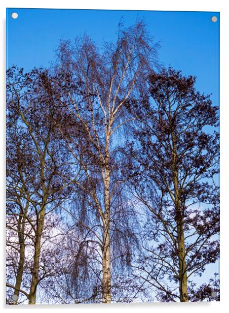 Bare Winter Trees Acrylic by Angela Cottingham