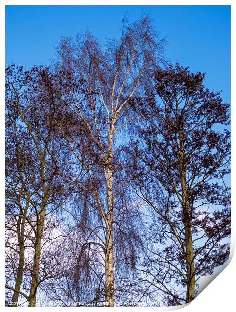 Bare Winter Trees Print by Angela Cottingham