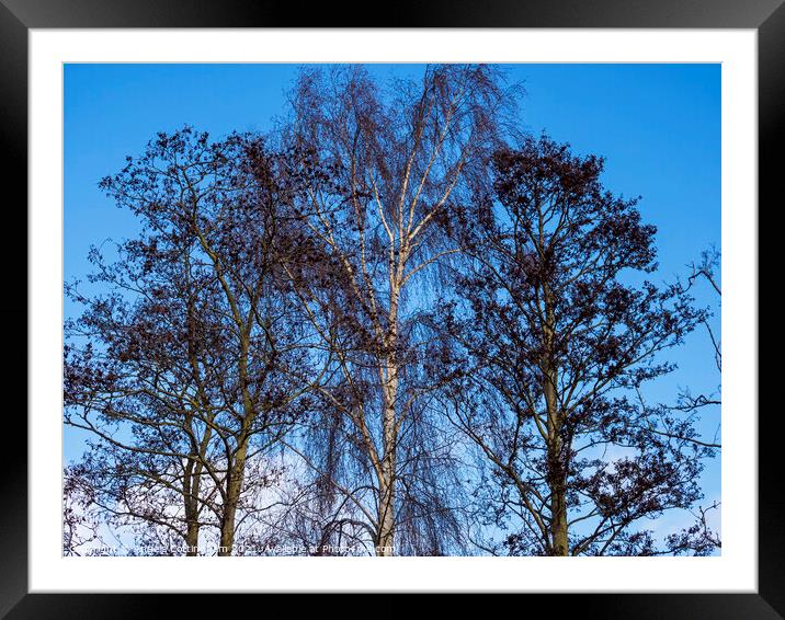 Stark Winter Trees Framed Mounted Print by Angela Cottingham