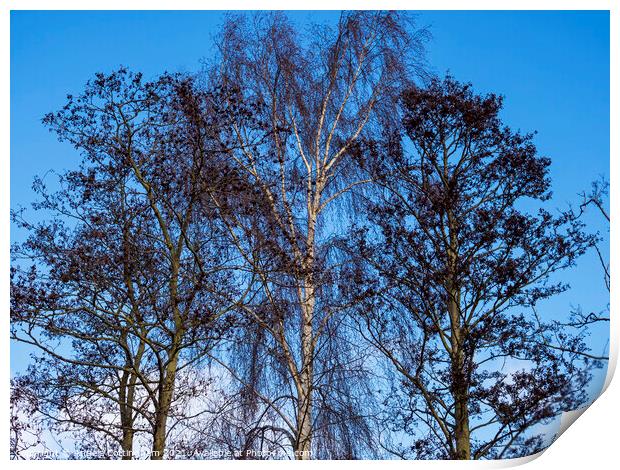Stark Winter Trees Print by Angela Cottingham