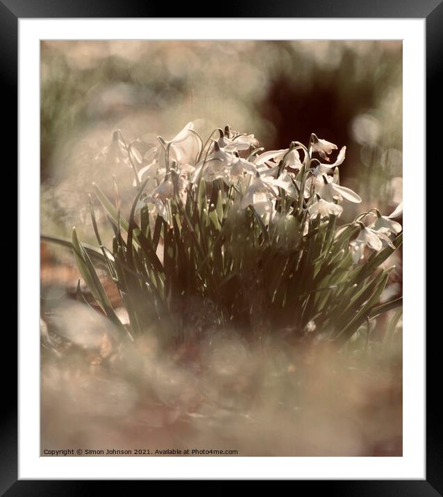snowdrop flower Framed Mounted Print by Simon Johnson
