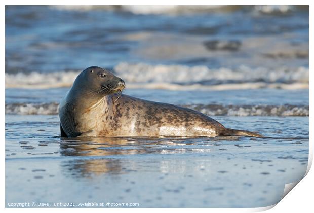 Harbour Seal (Phoca vitulina) Print by Dave Hunt