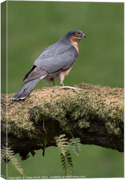Sparrowhawk (Accipiter nisus) Canvas Print by Dave Hunt