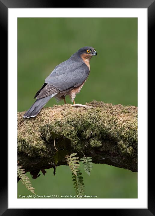 Sparrowhawk (Accipiter nisus) Framed Mounted Print by Dave Hunt