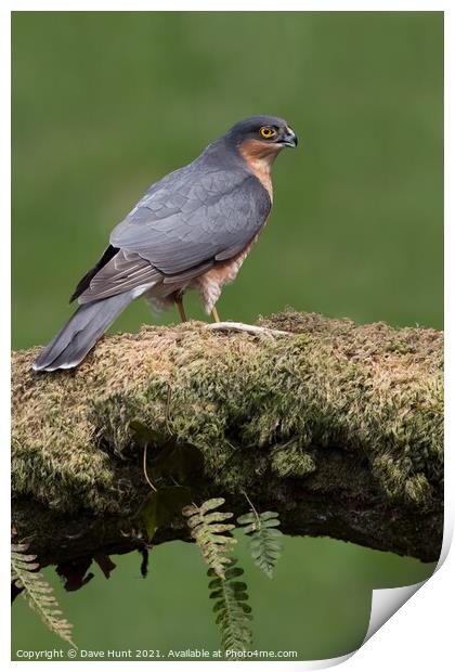 Sparrowhawk (Accipiter nisus) Print by Dave Hunt