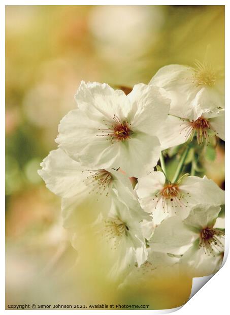 sunlit Blossom Print by Simon Johnson