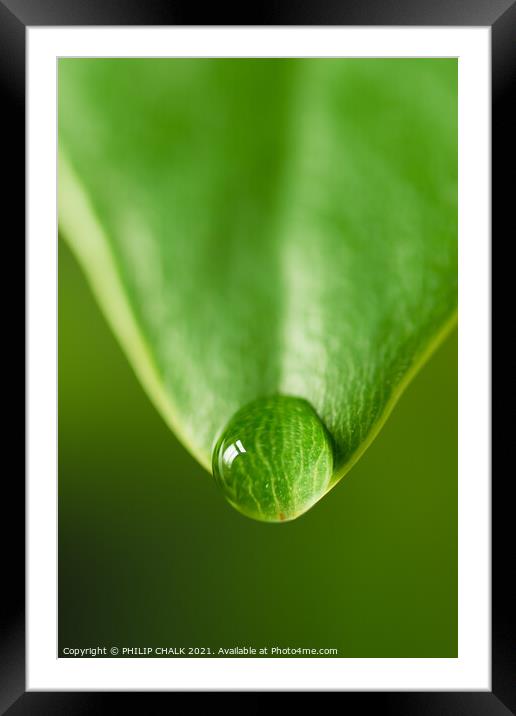 Green leaf with water droplet 136 Framed Mounted Print by PHILIP CHALK