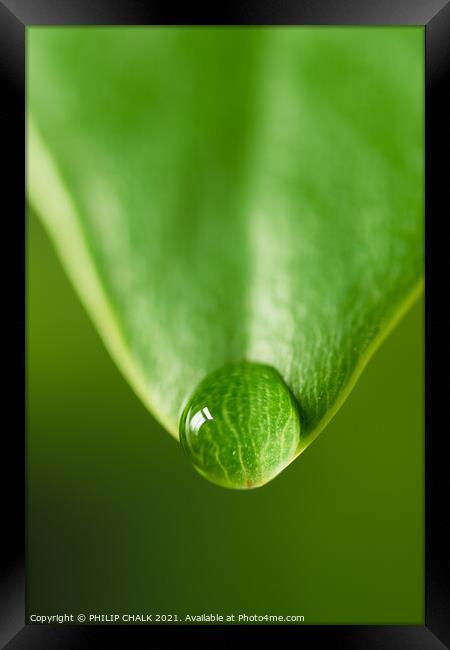 Green leaf with water droplet 136 Framed Print by PHILIP CHALK