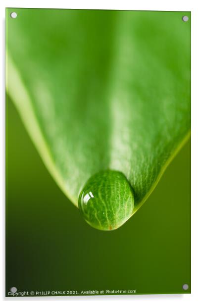 Green leaf with water droplet 136 Acrylic by PHILIP CHALK