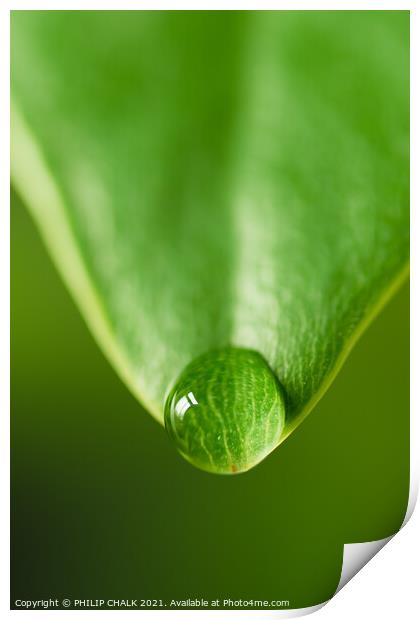 Green leaf with water droplet 136 Print by PHILIP CHALK