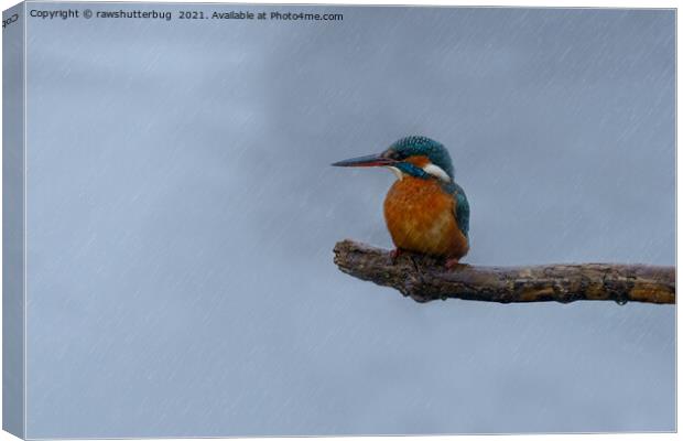 Female Kingfisher In The Rain Canvas Print by rawshutterbug 