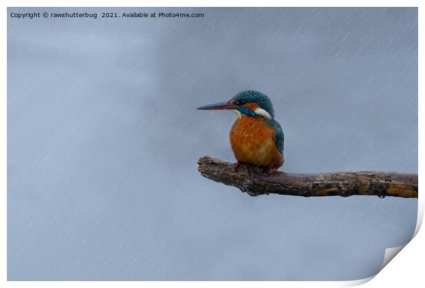 Female Kingfisher In The Rain Print by rawshutterbug 
