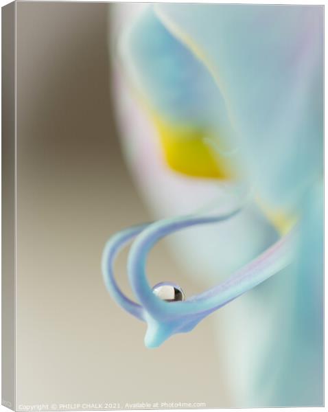 Orchid droplet 137 Canvas Print by PHILIP CHALK