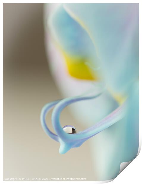Orchid droplet 137 Print by PHILIP CHALK