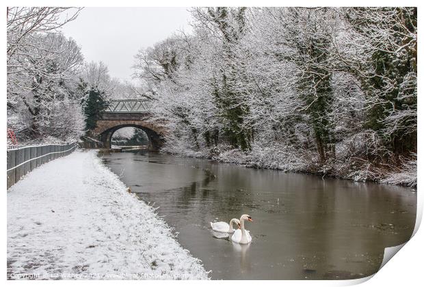 Lancaster Canal, Carnforth Print by Liz Withey