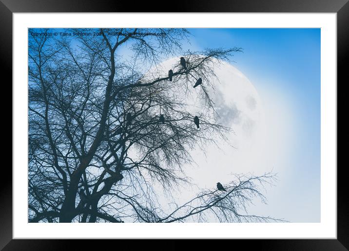 Crows against Full Moon Framed Mounted Print by Taina Sohlman
