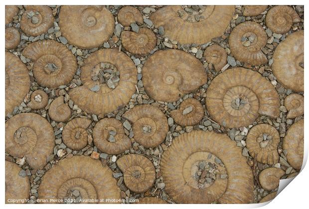 Ammonite Pavement (Colour)  Print by Brian Pierce