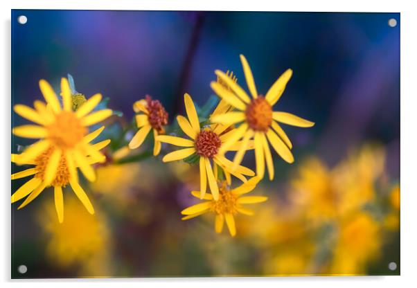 Wild Flowers Acrylic by Mark Jones