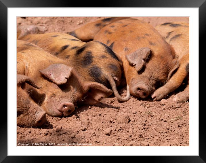 Cute Oxford Sandy and Black piglets Framed Mounted Print by Nik Taylor