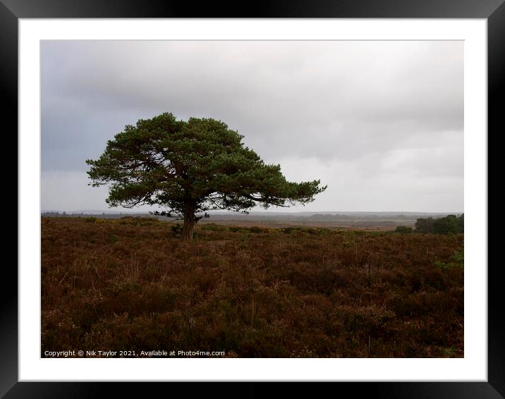 New forest tree Framed Mounted Print by Nik Taylor